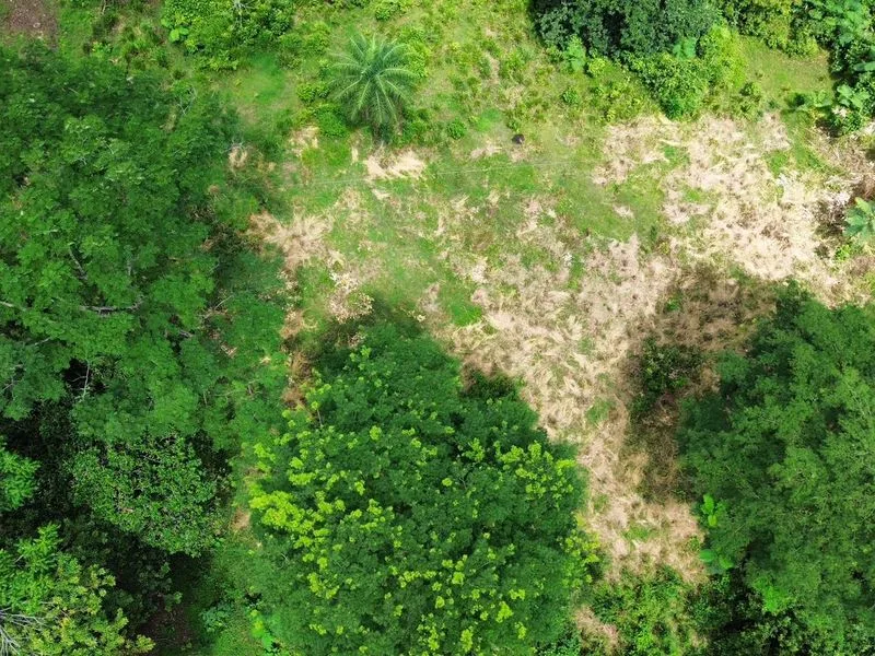 Land For Sale in Ojochal