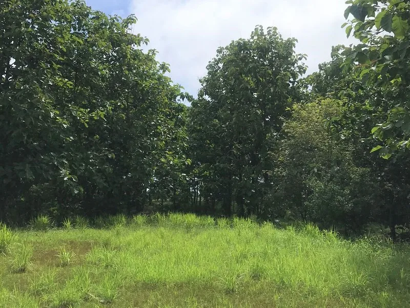Land For Sale in San Isidro Cobano