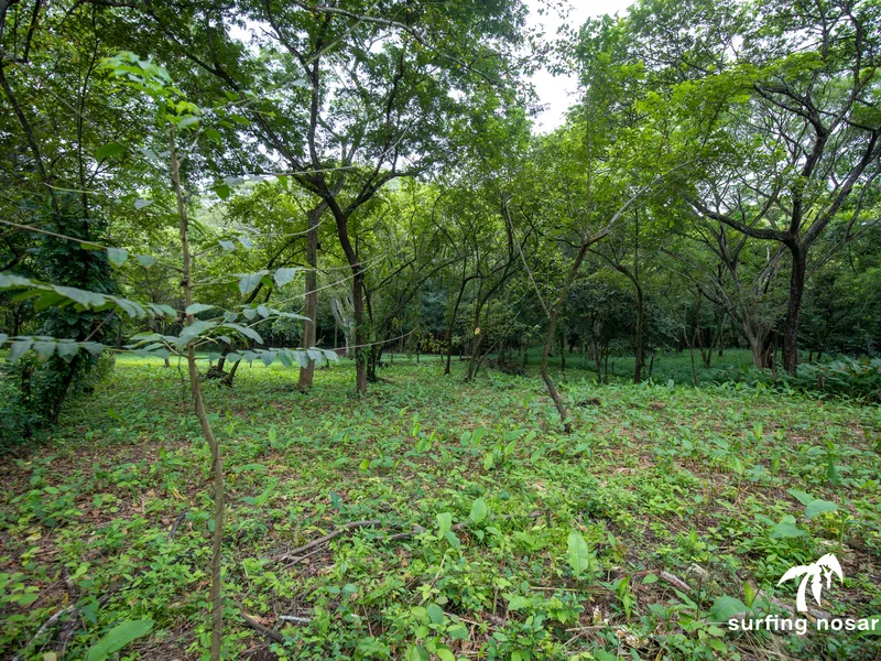 Land For Sale in Nosara