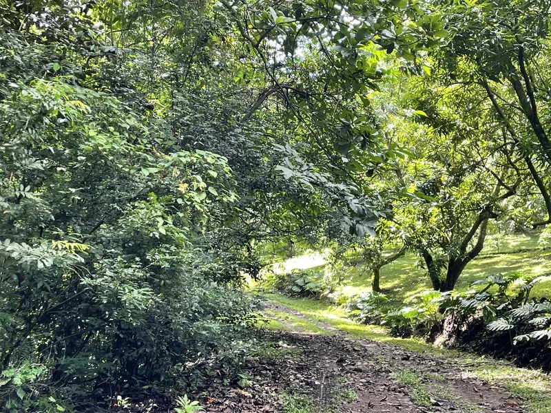 Land For Sale in Atenas