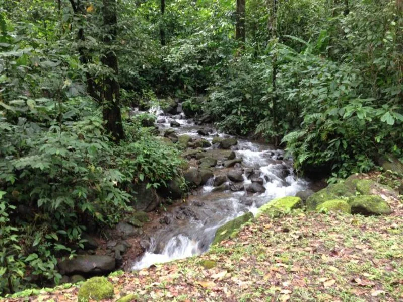 Land For Sale in Dominical