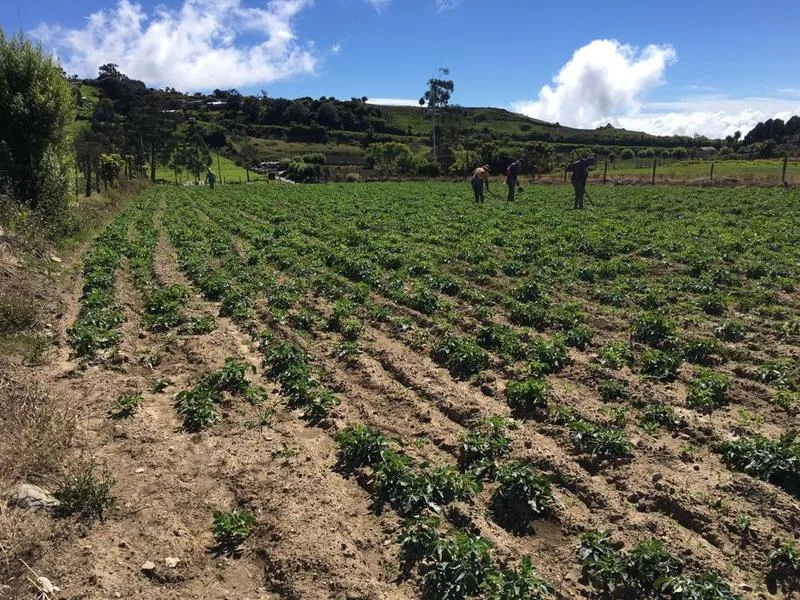 Land For Sale in Aguacaliente