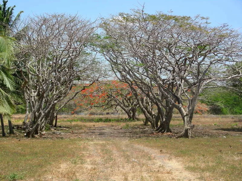 Land For Sale in Junquillal