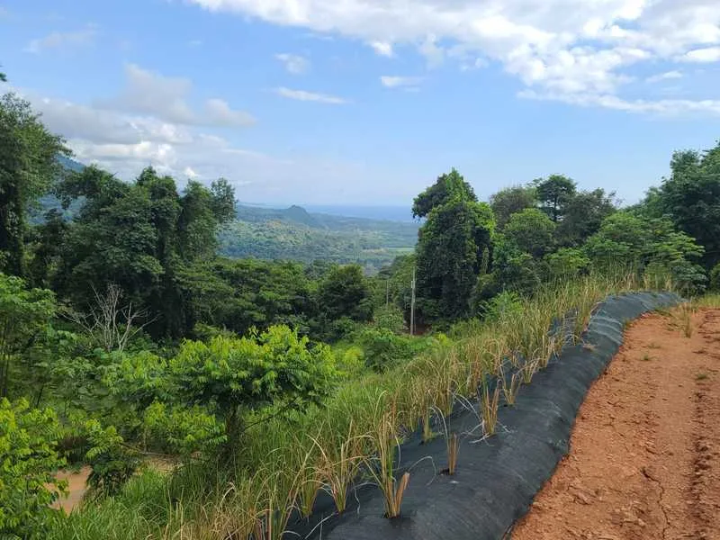Land For Sale in Dominical
