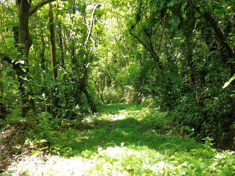 Land For Sale in Dominical