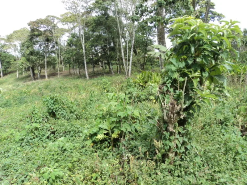 Land For Sale in San Ramón