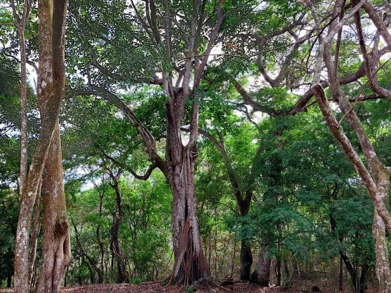 Land For Sale in La Garita — photo 3