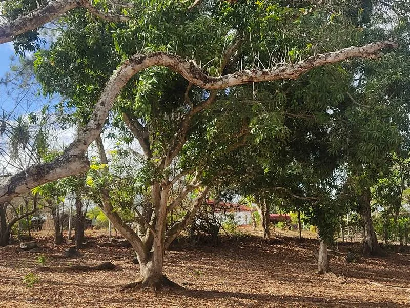 Land For Sale in La Garita — photo 4