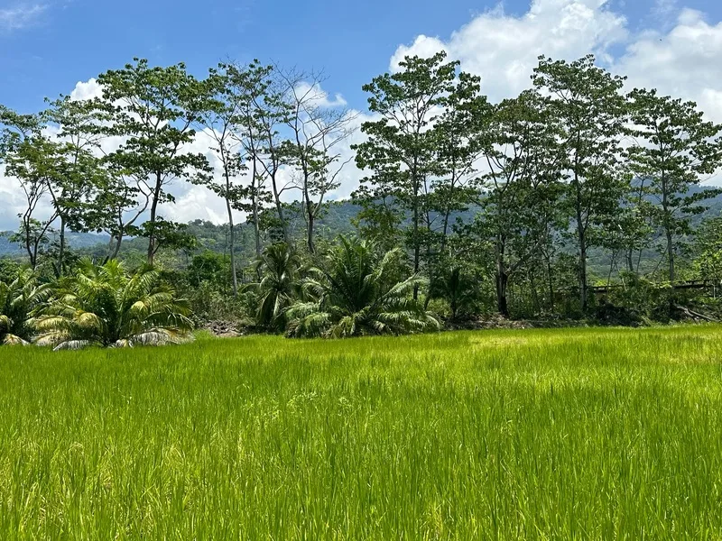 Land For Sale in Uvita