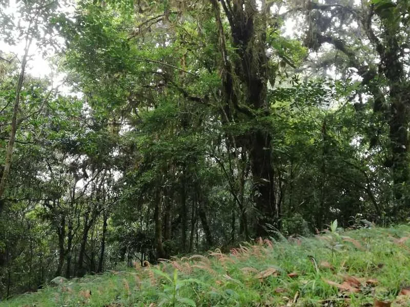 Land For Sale in Corralillo