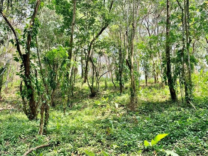 Land For Sale in Cobano