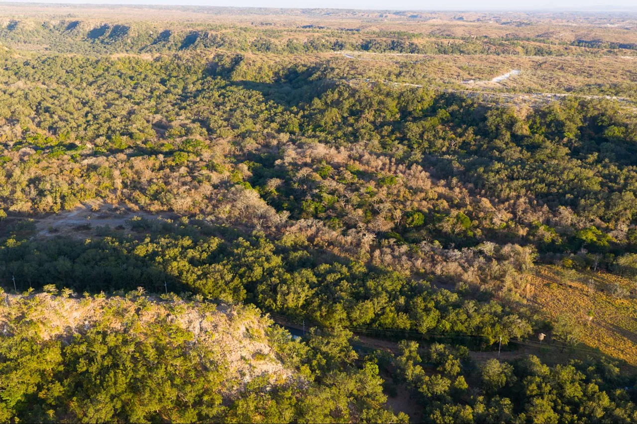 Curubande River Forest Treasure